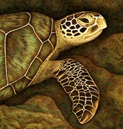 green sea turtle