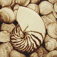 Shell Collection