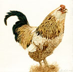 tom the rooster