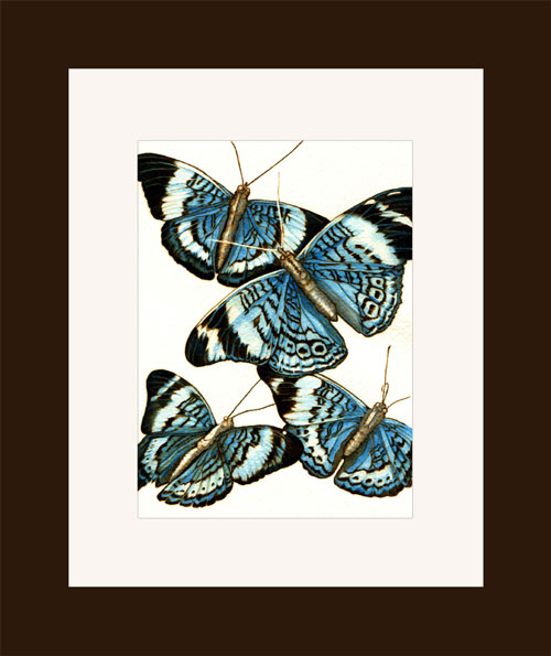 blue butterflies