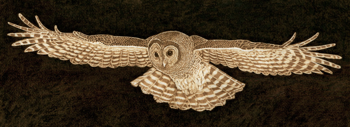 barred owl nite flite