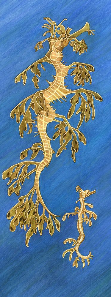 leafy seadragons