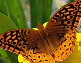 Spangled Butterfly