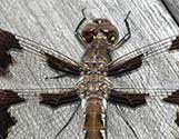 Common Darter
