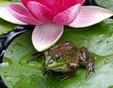 Frog Pond