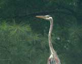 Heron rooftop