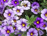 Purple Pansies