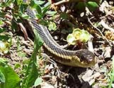 Snake