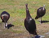 Turkeys Visiting