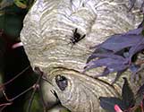 whiteface nest