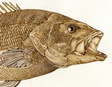 Small Mouth Bass