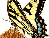 colored butterfly
