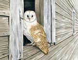 Barn Owl Barn