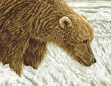 Bear Fishing