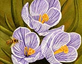 Bee Crocus