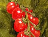Cherry Tomatoes