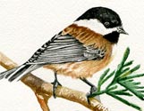 Little Chickadee 5