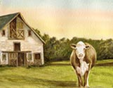 Cow Barn