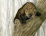Fisher Cat