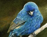 Little Blue Bird