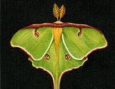 Luna Moth