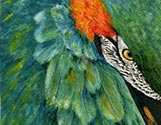 Macaw Feathers