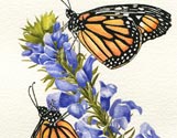 Monarchs Purple Flower