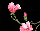 Pink Dogwood
