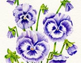 Purple Pansies