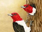 Redheaded Woodpeckers