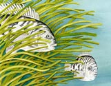 Tautog in Eelgrass