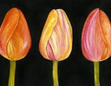 Three Tulips